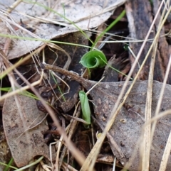 Fire and Orchids ACT Citizen Science Project at Point 4081 - 9 Apr 2023