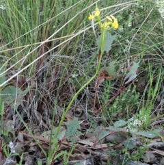 Fire and Orchids ACT Citizen Science Project at Point 4598 - 7 Oct 2021