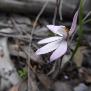 Fire and Orchids ACT Citizen Science Project at Point 389 - 5 Oct 2016