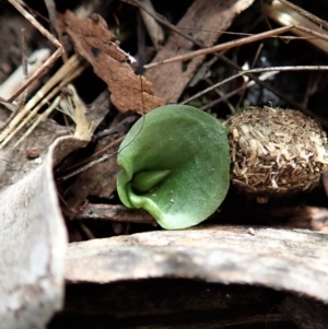 Fire and Orchids ACT Citizen Science Project at Point 4081 - 4 Mar 2022