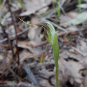 Fire and Orchids ACT Citizen Science Project at Point 4081 - 20 Sep 2016