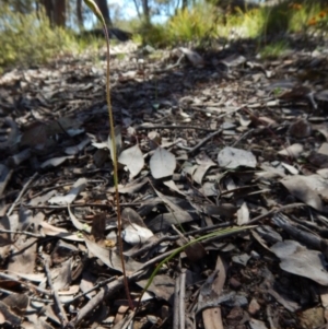 Fire and Orchids ACT Citizen Science Project at Point 49 - 15 Oct 2016