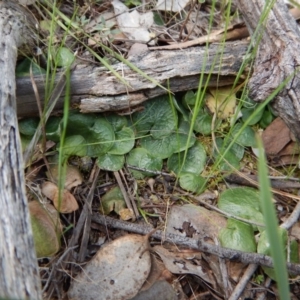 Fire and Orchids ACT Citizen Science Project at Point 4081 - 29 Oct 2016