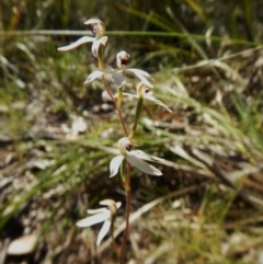 Fire and Orchids ACT Citizen Science Project at Point 49 - 5 Nov 2016