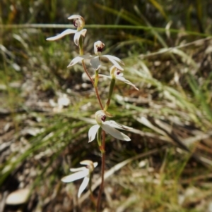 Fire and Orchids ACT Citizen Science Project at Point 49 - 5 Nov 2016