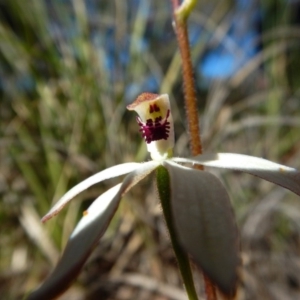 Fire and Orchids ACT Citizen Science Project at Point 49 - 5 Nov 2016