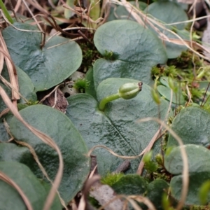 Fire and Orchids ACT Citizen Science Project at Point 4081 - 26 Sep 2022