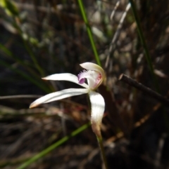 Fire and Orchids ACT Citizen Science Project at Point 49 - 15 Oct 2016