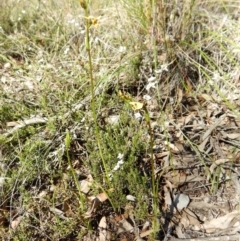 Fire and Orchids ACT Citizen Science Project at Point 3852 - 27 Oct 2016