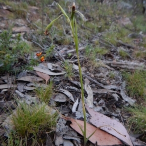 Fire and Orchids ACT Citizen Science Project at Point 4372 - 22 Oct 2015