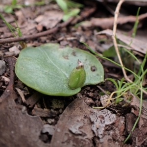 Fire and Orchids ACT Citizen Science Project at Point 4081 - 26 Sep 2022