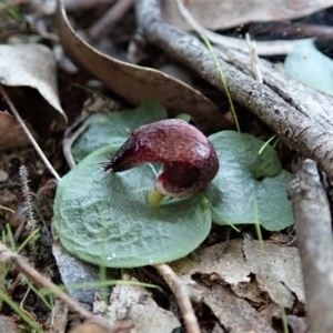 Fire and Orchids ACT Citizen Science Project at Point 4081 - 11 Apr 2021