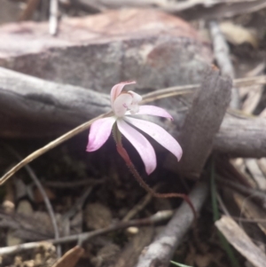 Fire and Orchids ACT Citizen Science Project at Point 5818 - 8 Oct 2016