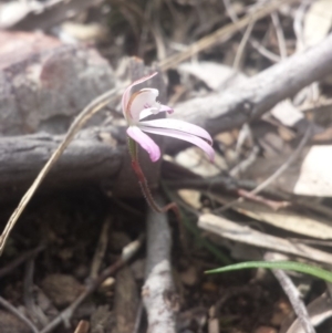 Fire and Orchids ACT Citizen Science Project at Point 5818 - 8 Oct 2016