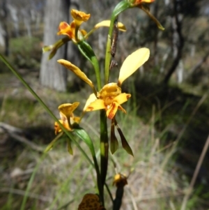 Fire and Orchids ACT Citizen Science Project at Point 49 - 5 Nov 2016