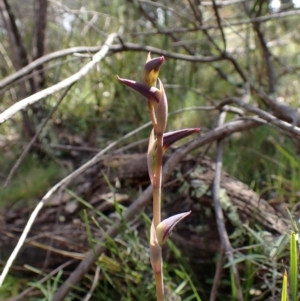 Fire and Orchids ACT Citizen Science Project at Point 4081 - 27 Sep 2022