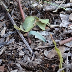 Fire and Orchids ACT Citizen Science Project at Point 3852 - 29 Mar 2020