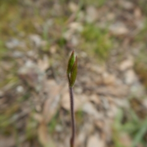 Fire and Orchids ACT Citizen Science Project at Point 4081 - 7 Oct 2016