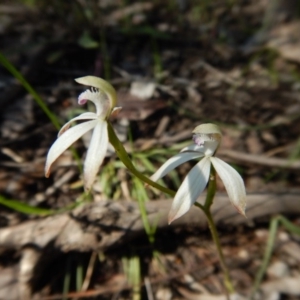 Fire and Orchids ACT Citizen Science Project at Point 4372 - 2 Oct 2016