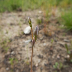 Fire and Orchids ACT Citizen Science Project at Point 3852 - 1 Nov 2016