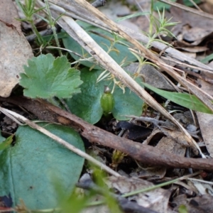 Fire and Orchids ACT Citizen Science Project at Point 4081 - 16 Oct 2022