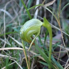 Fire and Orchids ACT Citizen Science Project at Point 4598 - 18 Jun 2022