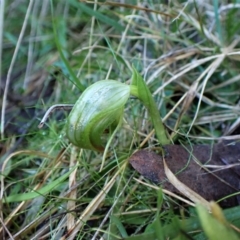 Fire and Orchids ACT Citizen Science Project at Point 4598 - 18 Jun 2022