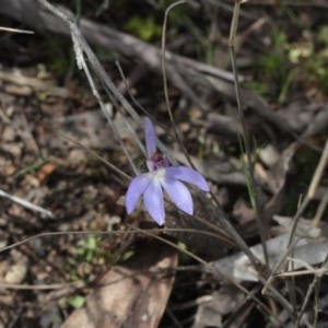 Fire and Orchids ACT Citizen Science Project at Point 5204 - 24 Sep 2016