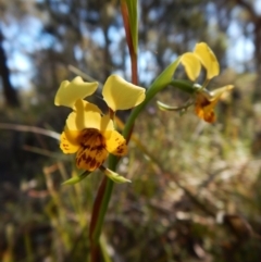 Fire and Orchids ACT Citizen Science Project at Point 49 - 15 Oct 2016