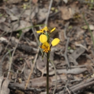 Fire and Orchids ACT Citizen Science Project at Point 5204 - 7 Oct 2016