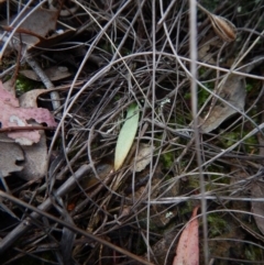 Fire and Orchids ACT Citizen Science Project at Point 3852 - 22 Oct 2015