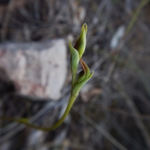 Fire and Orchids ACT Citizen Science Project at Point 3852 - 14 Feb 2016