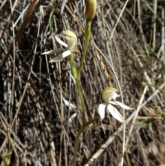 Fire and Orchids ACT Citizen Science Project at Point 49 - 15 Oct 2017