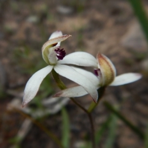 Fire and Orchids ACT Citizen Science Project at Point 3852 - 1 Nov 2016