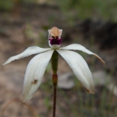 Fire and Orchids ACT Citizen Science Project at Point 3852 - 1 Nov 2016