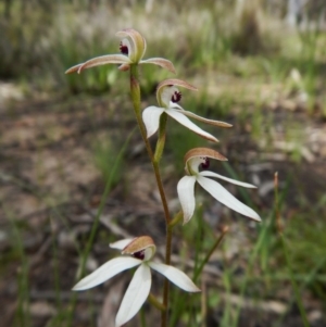 Fire and Orchids ACT Citizen Science Project at Point 3852 - 1 Nov 2016