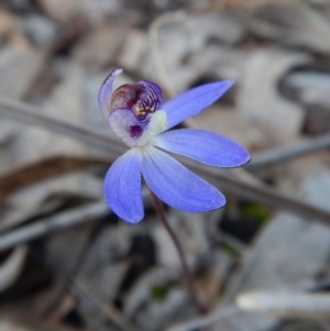 Fire and Orchids ACT Citizen Science Project at Point 3852 - 1 Sep 2016