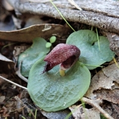 Fire and Orchids ACT Citizen Science Project at Point 4081 - 25 Apr 2021