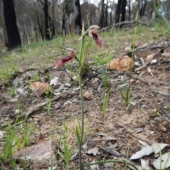 Fire and Orchids ACT Citizen Science Project at Point 3852 - 1 Nov 2016