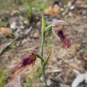 Fire and Orchids ACT Citizen Science Project at Point 3852 - 1 Nov 2016