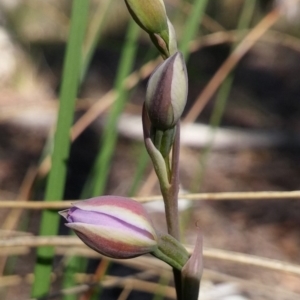 Fire and Orchids ACT Citizen Science Project at Point 5830 - 3 Nov 2016