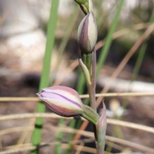 Fire and Orchids ACT Citizen Science Project at Point 5830 - 3 Nov 2016