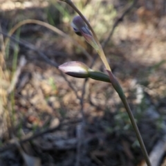 Fire and Orchids ACT Citizen Science Project at Point 5830 - 3 Nov 2016