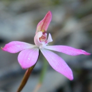 Fire and Orchids ACT Citizen Science Project at Point 5801 - 13 Oct 2016