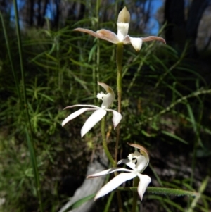 Fire and Orchids ACT Citizen Science Project at Point 4372 - 3 Nov 2016