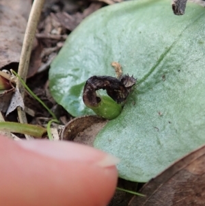 Fire and Orchids ACT Citizen Science Project at Point 4081 - 17 Sep 2021