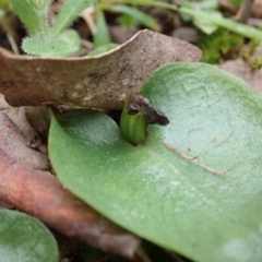 Fire and Orchids ACT Citizen Science Project at Point 4081 - 17 Sep 2021