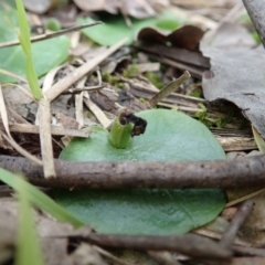 Fire and Orchids ACT Citizen Science Project at Point 4081 - 17 Sep 2021