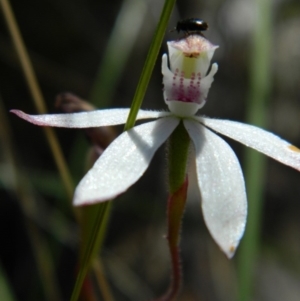 Fire and Orchids ACT Citizen Science Project at Point 3131 - 3 Nov 2016