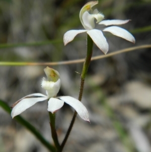 Fire and Orchids ACT Citizen Science Project at Point 3131 - 3 Nov 2016